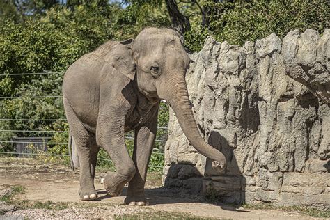 Denver Zoo Collecting Asian Elephant Sperm to Repopulate ...